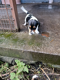 Jack Russel