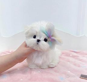 Maltese toy