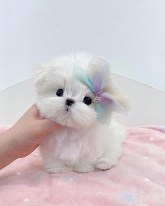 Maltese toy