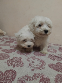 Maltesi toy cuccioli