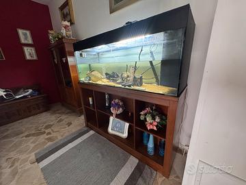 Acquario 500 litri con Ciclidi