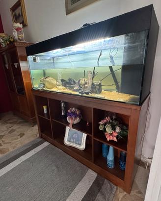 Acquario 500 litri con Ciclidi