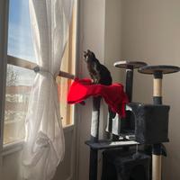 Albero tiragraffi per gatti alto 178 cm