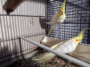 Calopsite - non sessate