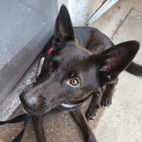 Cane meticcio malinios