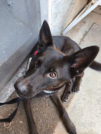 Cane meticcio malinios