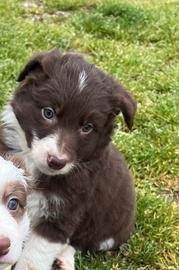 Cuccioli border collie