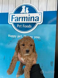 Barboncini toy maschi e femmine