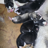 Husky cuccioli