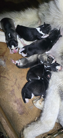 Husky cuccioli