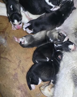 Husky cuccioli