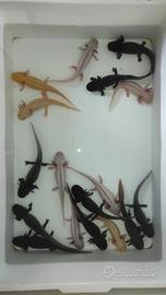 Ambystoma mexicanum