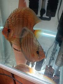 Coppia discus