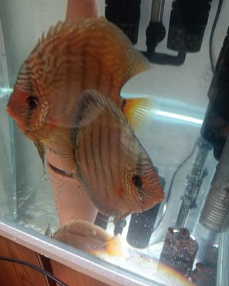 Coppia discus