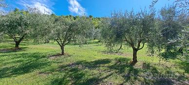 Terreno di 4000 m² a Spoleto
