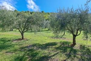 Terreno di 4000 m² a Spoleto