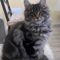Maine Coon
