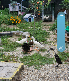 Anatre nane e corritrici