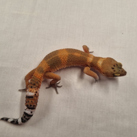 Geco leopardino