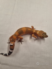 Geco leopardino
