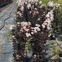 Indica pure white - bianca (FOTO REALI)