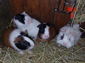 Cavie / porcellini d'india