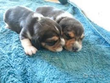 Cuccioli Beagle