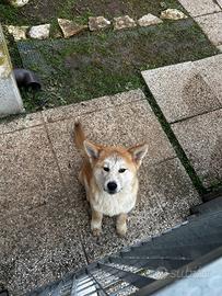 Akita Inu