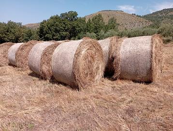 Ottimi balloni fieno di prato