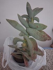 pianta grassa particolare 