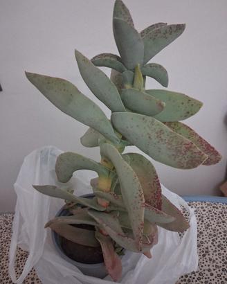 pianta grassa particolare 