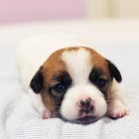 Jack russell pelo liscio