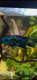Rocio octofasciata (jack dempsey ) electric blue