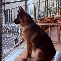 Pastore tedesco con pedigree disponibile x monte