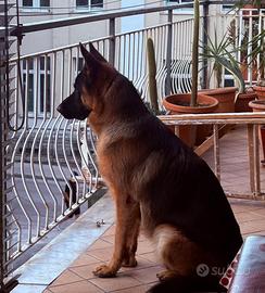 Pastore tedesco con pedigree disponibile x monte