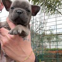 Bulldog francese