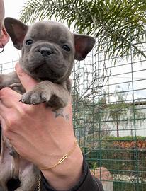 Bulldog francese