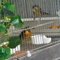 Coppia usignoli del Giappone