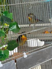 Coppia usignoli del Giappone