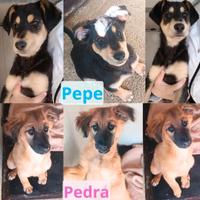 Pepe aspetta una casa tutta sua