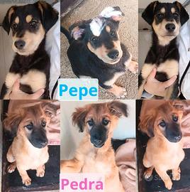 Pepe aspetta una casa tutta sua