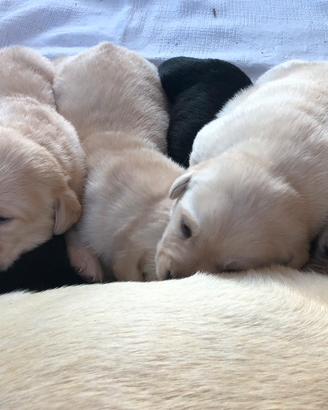 Labrador