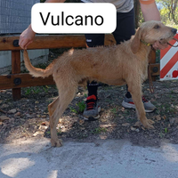 Segugio italiano bravissimo capo muta