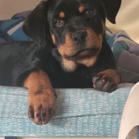 Splendida cucciola di rottweiler