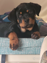 Splendida cucciola di rottweiler