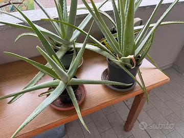 Piante aloe vera
