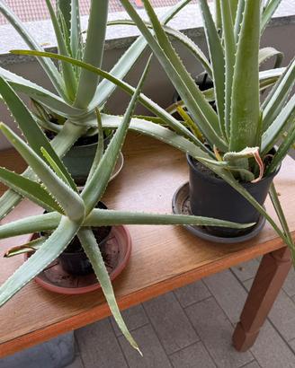Piante aloe vera
