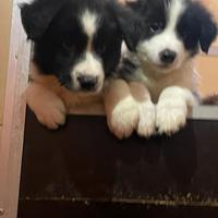 Cuccioli Border Collie