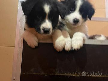 Cuccioli Border Collie