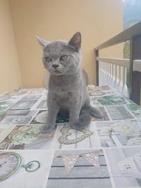 Cuccioli di British Shorthair disponibili?